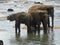 Srilankan elephants bath