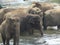 Srilankan elephants bath