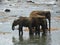 Srilankan elephants bath