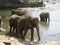 Srilankan elephants bath