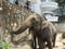 Srilankan elephants bath