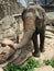 Srilankan elephants bath