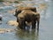 Srilankan elephants bath