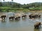 Srilankan elephants bath