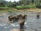 Srilankan elephants bath