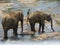 Srilankan elephants bath