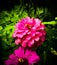 Srilankan flower infront of home