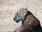 Srilankan leopard cub face and body