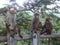 Srilankan Monkeys wild life Animals