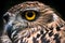 Srilankan owl closeup