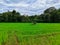 Srilankan paddy field with small hut