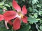 SriLankan shoeblack plant flower