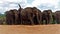 Srilankan Wild Elephant