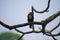 Srilnka bird beautifull