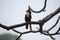 Srilnka bird beautifull