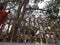 Srimaha bodhiya - anuradhapura - sri lanka