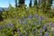 Sringtime flowers in Bristish Columbia. Mount Revelstoke. Canada