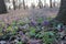 Sspring purple flowers fumewort or corydalis solida among the trees in the forest. Honey and medicinal plants in sunny d