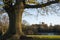 St. Albans Cathedral Viewed from Verulamium Park