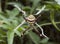 St Andrew\'s Cross Spider