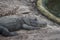 St. Augustine Alligator Farm Zoological Park Florida alligator