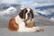 St. Bernard Dog