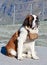 St. Bernard Dog