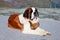 St. Bernard Dog