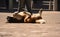 St. Bernard dog on the floor, wait, darling