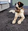 St. Bernard dog with the iconic barrel. St. Bernard is a breed of very large working dog from the western Alps Europe.