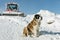 St. Bernard Dog ready for rescue operation in winter