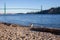 A St. Bernard Husky Cross stands on the beach at Ambleside Dog Beach, West Vancouver