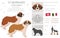 St Bernard longhaired coat colors, different poses clipart