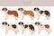 St Bernard longhaired coat colors, different poses clipart