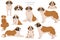 St Bernard longhaired coat colors, different poses clipart