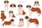 St Bernard longhaired coat colors, different poses clipart