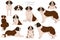 St Bernard longhaired coat colors, different poses clipart