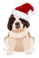 St Bernard puppy in Christmas hat.