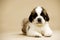 St Bernard Puppy on gold background