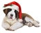 St. Bernard`s dog in Santa`s hat. Watercolor painting