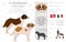 St Bernard shorthaired coat colors, different poses clipart