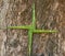 A St. Brigid\\\'s Cross, made from fresh green rushes, with a tree bark background.