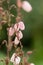 St. Dabeoc’s heath Daboecia cantabrica Irish Princess, veined pink flowers in close-up