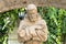 St. Francis of Assisi statue in colonial garden