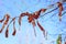 St. George ribbon tied on a tree branch, symbol of Victory Day, memory of fallen soldiers, heroes of World War 2