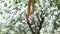 St. George\\\'s ribbon on a blossoming branch. Symbol of Victory Day 1945