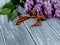 St. George`s ribbon on a natural wooden background next to a branch of lilac, a symbol of Victory Day on may 9.