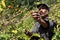 St Helena coffee farmer picking ripe cherry beans