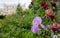 St John\\\'s Lodge Garden photographed in springtime, Regent\\\'s Park, London UK. Purple irises in the foreground.