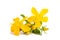 St. John`s wort